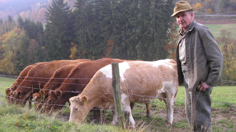 Mann mit Kühen auf der Weide
