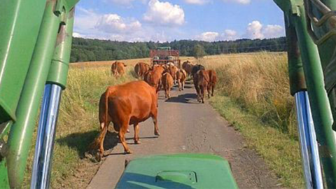 Kühe auf dem Feldweg