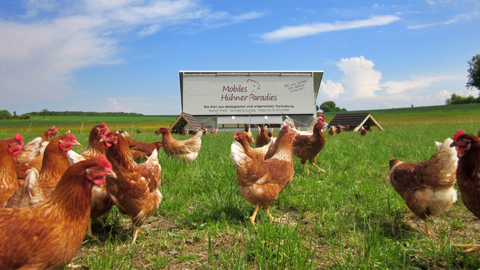 Hühner mit Hühnermobil auf Wiese