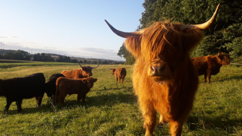 Schottische Hochlandrinder auf der Weide