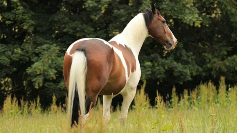 Pferd auf Wiese Pferd auf Wiese