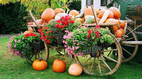 alter Holzwagen mit Kürbissen verziert