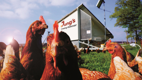 Hühner mit Wagen auf der Wiese Hühner mit Wagen auf der Wiese