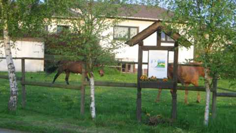 Pferde auf der Weide