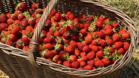 Korb, gefüllt mit Erdbeeren