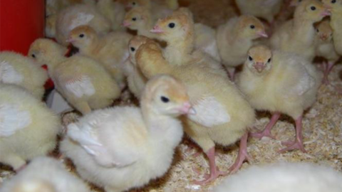 Küken im Stall Küken im Stall