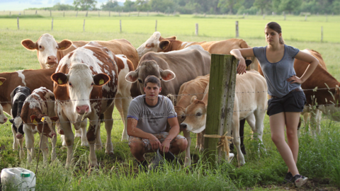 Personen mit Kühen auf Weide