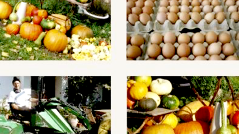 Collage mit Eiern, Kürbissen, Traktor