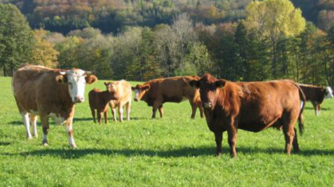 Rindergruppe auf Wiese Rindergruppe auf Wiese