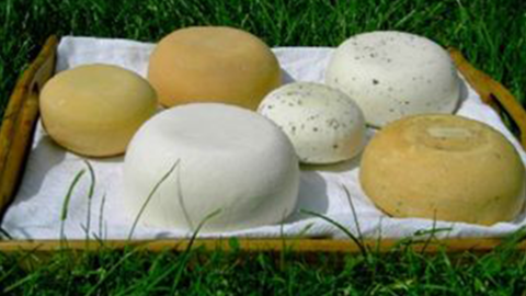 verschiedene Käselaibe