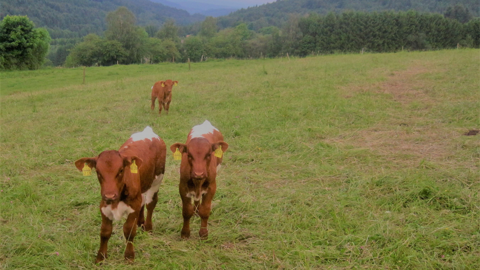 Kälbchen auf der Weide